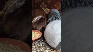 Father Pigeon Feeding babies bird pigeon kabootar kabutar feeding [upl. by Indihar]