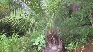 Jubaea chilensis palm tree on Salt Spring Island [upl. by Anitneuq]