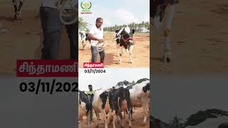 Cintamani Cow Market cow vivasayaarvalargal shorts [upl. by Gaudet]