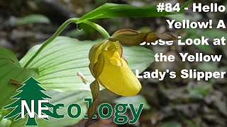 NEcology 84  Hello Yellow A Close Look at the Yellow Ladys Slipper [upl. by Leanna]