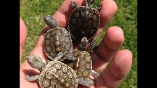 BOX OPENING Texan Diamondback Terrapin Hatchlings [upl. by Abla]