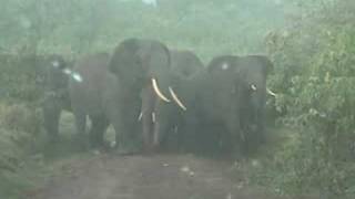 Elephant Encounter at Ngorongoro [upl. by Nirok521]