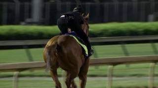 Kentucky Derby Horse Justify [upl. by Marys]