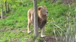 Radja  Asiatic Lion of Zurich Zoo Roaring [upl. by Alford]