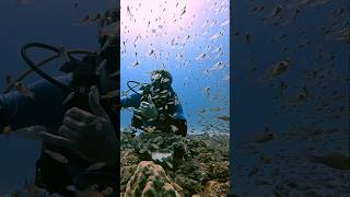 Epic Vis viral padi buoyancy reeffish indianocean scubadiving fish sprats [upl. by Dich]