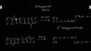 Restriction endonucleases [upl. by Eerak]