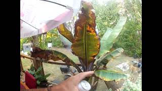 Red Banana plant Ensete ventricosum ‘Maurelii’ grows big fast [upl. by Alexandrina]