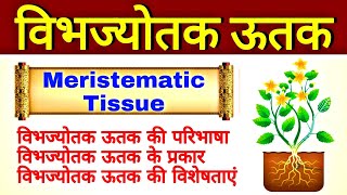 विभज्योतक ऊतक  meristematic tissues in plants  vibhjyotak utak  Plant tissue  padap utak prakar [upl. by Anamor]