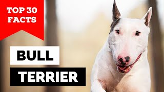 99 of Bull Terrier Dog Owners Dont Know This [upl. by Filide]