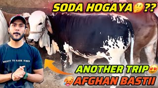 Kia Is Bar Afghan Basti Mai Hamara Soda Ban Paye Ga🤔 Qurbani Collection Cow Mandi 2024 [upl. by Newell]