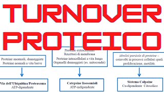 Turnover Proteico Biochimica [upl. by Ahsiadal]