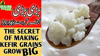 GROW KEFIR GRAINS WITH THIS METHOD  HOW TO USE KEFIR CAGE EASY WAY OF GROWING KEFIR GRAINSDR ASMA [upl. by Nnahgiel]