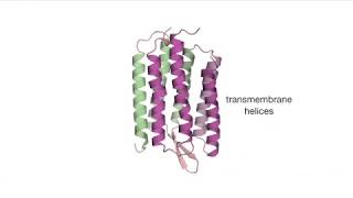 105 Bacteriorhodopsin [upl. by Fennie]