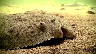 Stock footage ray skate turbot flatfish seabass shark crabs mullet pollock underwater [upl. by Refinnaej708]