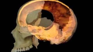 Cranial Motion 3 videos loop [upl. by Datnow]