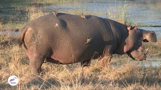 Symbiotic Relationship Hippos and Oxpecker Birds in Nature’s Dance [upl. by Camus6]