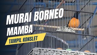 Murai Borneo Mamba Tampil Konslet [upl. by Nahbois]