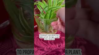 Propagating spider plant [upl. by Oiuqise482]