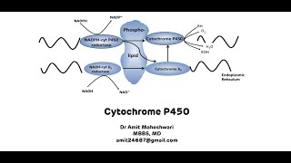 Cytochrome P450  Cytochrome P450 for Xenobiotic Metabolism [upl. by Mora157]