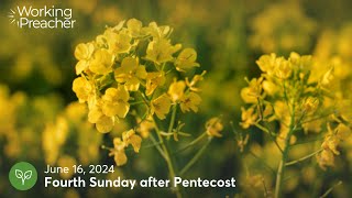 Sermon Brainwave 969 Fourth Sunday after Pentecost Ord 11B  June 16 2024 [upl. by Debarath]