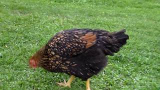 GoldenLaced Wyandotte Hen [upl. by Asirrac262]