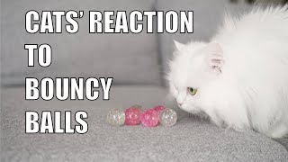 Cats reaction to Bouncy balls  mmeowmmia [upl. by Calendra]