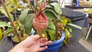 Extreme Nepenthes Pitchers [upl. by Stoneham521]