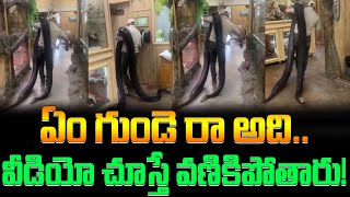 ఏం గుండె రా అదివీడియో చూస్తే వణికిపోతారు  large pythons snakes  in the room viral  FBTV NEWS [upl. by Siana]