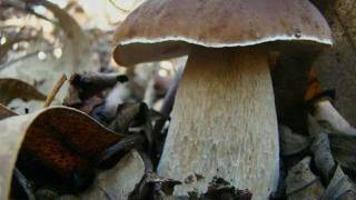 Boletus en las jaras [upl. by Ardiek]