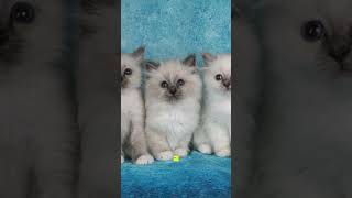 Birman cats on board cat happycatsletsgo happyanimals cats birmancat [upl. by Charla]