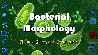 Understanding Bacterial Morphology  Shapes Sizes and Structures of Bacteria [upl. by Iasi]