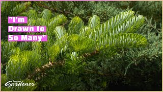 Conifers Providing Color and Structure  Volunteer Gardener [upl. by Cornelia]