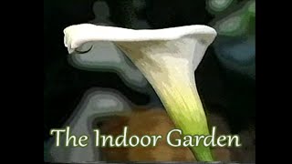 How to Nurture a Calla Lily Indoors Zantedeschia aethiopica [upl. by Airotnes130]