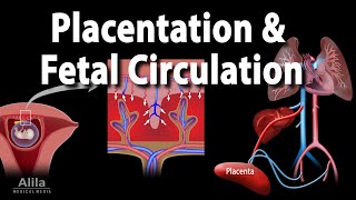 Embryology Development of the Placenta and Fetal Circulation Animation [upl. by Assenyl]