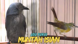 MASTERAN SRIGUNTING ABU MUNTAH ISIAN VS BESETAN KOLIBRI MANGGAR BETINA GACOR [upl. by Esiuqram]