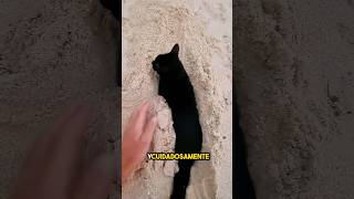 estaba jugando en la playa hasta que apareció este gato appeared ❤️ [upl. by Oterol]