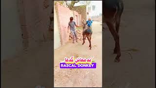 donkey king  donkey raja  donkey raja song  donkey sound  donkey meeting  donkey [upl. by Ib]