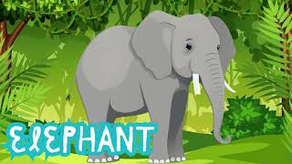 Elephant song  Animal song  Kiwi Kids Media For Kids [upl. by Eul]