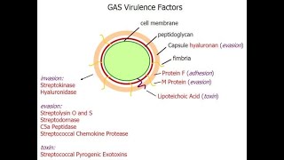 Pharyngitis Part 3 Virulence factors of Streptococcus pyogenes [upl. by Animaj]