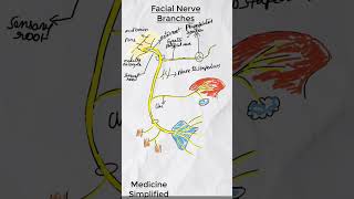 Facial Nerve Branches  Branches of facial nerve  Facial nerve course shorts medicine anatomy [upl. by Aerdnak]