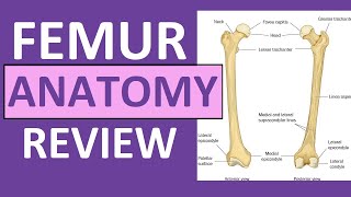 Femur Bone Anatomy Lecture and Landmark Markings [upl. by Ammann74]