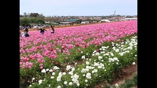 Breathtaking Landscape of Tecolote Giant Ranunculus Flower Fields Carlsbad America [upl. by Nemraciram]