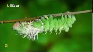 Insectos increíbles Documental Nat Geo [upl. by Garnet]