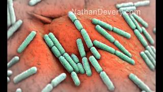 Ecoli bacteria dividing on food [upl. by Nivek]