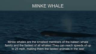 Minke whale Fact [upl. by Guillema264]