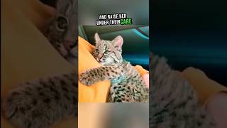 Lost Baby Bobcat Finds Love and Home 😮❤️ shorts cat rescue [upl. by Ettecul86]