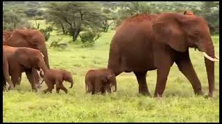 Big five Twin baby Elephant suckling a lick of the breast [upl. by Chemar352]