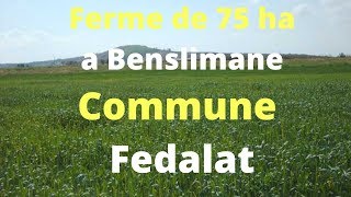 Ferme de 75 ha a Benslimane  Commune Fedalat [upl. by Elleb]