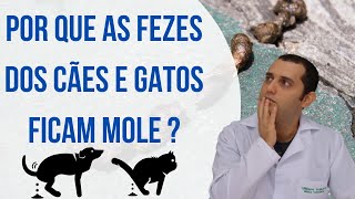 6 causas de fezes moles em cães e gatos [upl. by Anairuy]