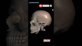 Skull kaisa hota hai 3D  Human Khopadi  😱😱😱 [upl. by Aivat]